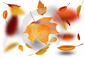 Autumnal foliage fall and poplar leaf flying in wind motion blur. Autumn design. Templates for placards, banners, flyers