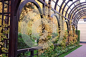 Autumnal foliage hanging on wooden archway in a garden.