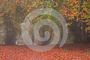 Autumnal foliage in the natural reseve of Canfaito in the marche region