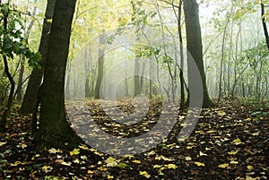 Autumnal forest photo