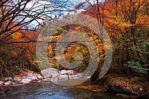 Autumnal forest photo