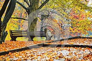 Autumnal forest in Carpathian mountaines