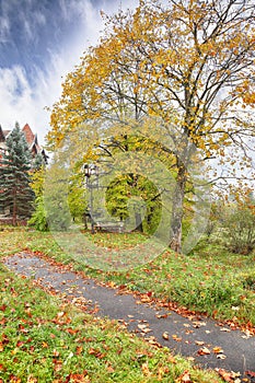 Autumnal forest in Carpathian mountaines