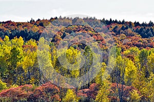 Autumnal forest. colors leaves foliage yellow orange