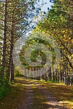 Autumnal forest. colors leaves foliage yellow orange