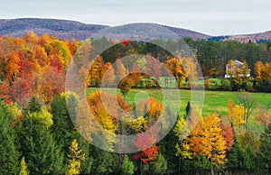 Autumnal forest. colors leaves foliage yellow orange