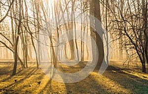 Autumnal forest on a foggy November morning