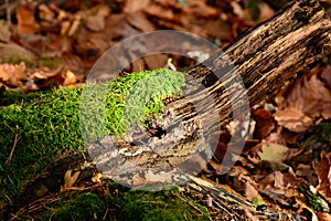 Autumnal forest ground with brown leaves, wood and moss taken on a sunny fall day