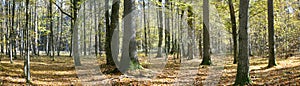 Autumnal forest panorama