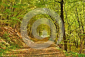 Herbstlich Wald die Straße 