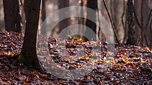Autumnal forest during rain. Small raindrops on trees background