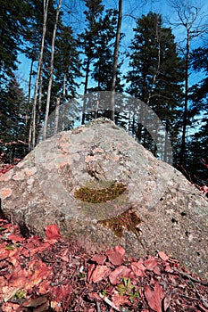 Autumnal Forest of silver fir tree in Pyrenees