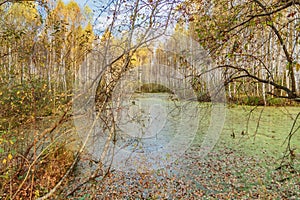 Autumnal forest swamp in forest under cloudy sky