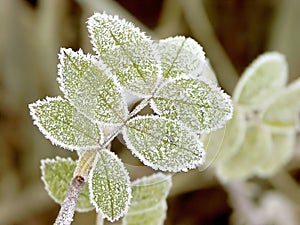 Autumnal frost on a leaves