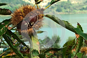 Autumnal fruit viewing,autumnal fruit picture,Chestnut,autumn,food,organic,italy