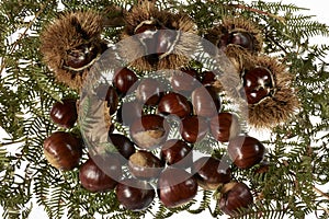 Autumnal fruit viewing,autumnal fruit picture,Chestnut,autumn,food,organic,italy