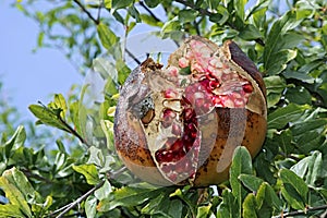 Autumnal fruit viewing,autumnal fruit picture,Pomegranate,fruit,food,organic,italy