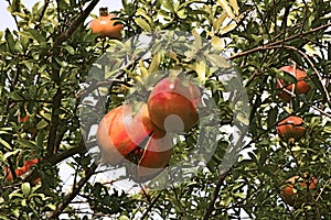 Autumnal fruit viewing,autumnal fruit picture,Pomegranate,fruit,food,organic,italy