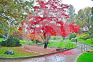 Autunnale giardino sta piovendo 