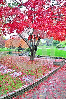 Autunnale giardino sta piovendo 