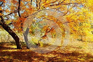 The autumnal golden maple leaves