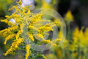 Autumnal Goldenrod with Abstract Background