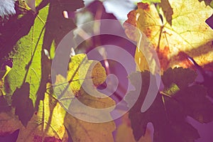 Autumnal grape leaves closeup in the sunny garden