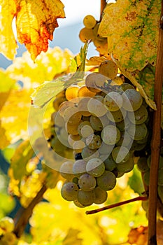 Autumnal grapewine with leaves in opposite light