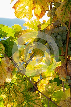 Autumnal grapewine with leaves in opposite light