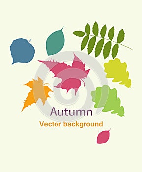 Autumnal greeting card with leave