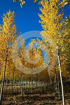 Autumnal grove of black poplars photo