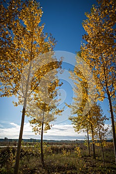 Autumnal grove of black poplars photo
