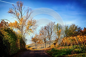 Autumnal hiking trail in Nierstein