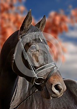 Autumnal horse portrait