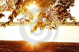 autumnal lake shore - golden scenery