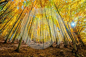 Autumnal landscape with bright yellow leaves and trees in wild forest