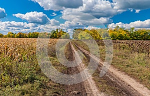 Autumnal landscape with earth road between sunflower and maize field