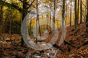 Autumnal landscape of a forest in the Montseny, Catalonia, Spain.