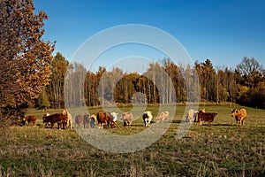 Autumnal landscape with a herd of cattle in a grazing field in Poland.