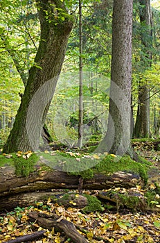 Autumnal landscape of natural forest photo