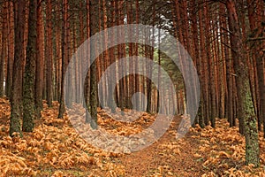 Autumnal landscape in the pine forest