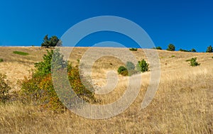 Autumnal landscape with rosa canina(dog-rose) shrubs on Ai-Petri mountain