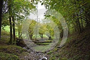 autumnal landscape of a small stream