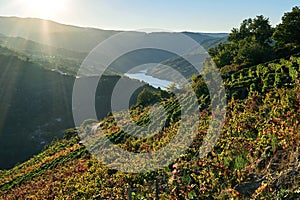 Autumnal landscape with terraced vineyards in Ribeira Sacra