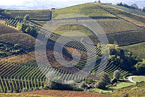 Autumnal landscape of vines and hills in Langhe