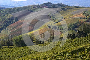 Autumnal landscape of vines and hills in Langhe