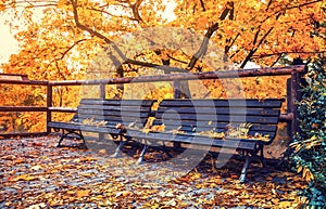 Autumnal landscape with wooden bench