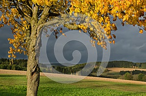 Autumnal landscape with yellow cherry tree and dramatic sky