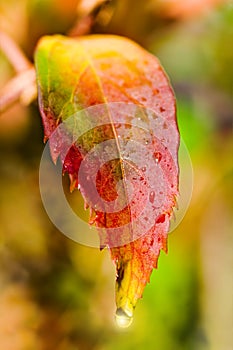 Autumnal leaf