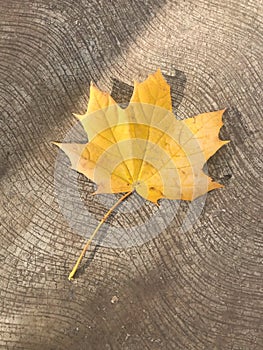 Autumnal leaf fall background